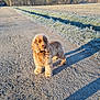 animal, canine, cold, daylight, dirt_path, dog, field, frosty_grass, fur, golden_dog, morning, nature, outdoor, pet, scenic, shadow, sunlight, trees, walking_path, winter