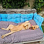blue_cushions, canine, collar, cushions, dog, fence, fluffy, garden, golden_dog, grass, greenery, happy, lying_down, outdoor, pet, pink_collar, relaxed, resting, summer, wooden_bed