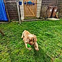 backyard, ball, brown, canine, dog, fence, garden, gate, grass, grass_lawn, green, happy, nature, outdoor, pet, playful, running, sunny, toy, yard