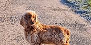 Lolotte a rejoint le concours — aidez-le/la à gagner de superbes lots ! animal, canine, curious, daytime, dog, fluffy, frost, golden_brown, grass, gravel, nature, outdoor, path, pet, rural, shadow, standing, sunlight, walking, winter