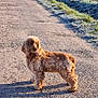 animal, canine, curious, daytime, dog, fluffy, frost, golden_brown, grass, gravel, nature, outdoor, path, pet, rural, shadow, standing, sunlight, walking, winter