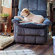 Ace And Miss Dottie is registered to the contest to win money with this photo: book_shelf, chair, cozy, cushion, decor, dog, domestic_animal, figurine, furniture, home_interior, indoors, living_room, pet, pillow, plant, recliner, relaxing, rug, window_light, wood_floor