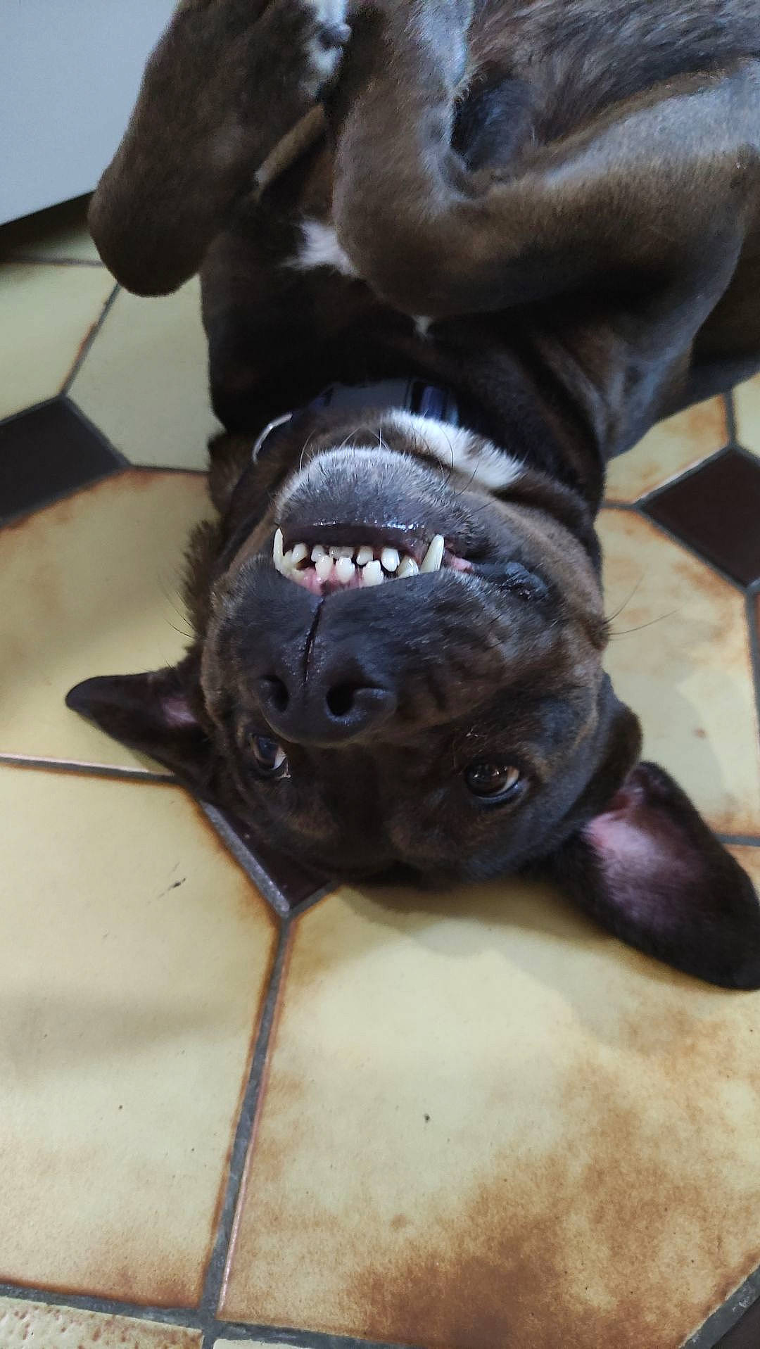 Naïa participe au concours pour gagner de l'argent avec cette photo : canidae, carnivore, claw, collar, companion_dog, dog, dog_breed, dog_collar, fawn, fur, guard_dog, liver, molosser, snout, sporting_group, terrestrial_animal, whiskers, working_animal, working_dog, wrinkle