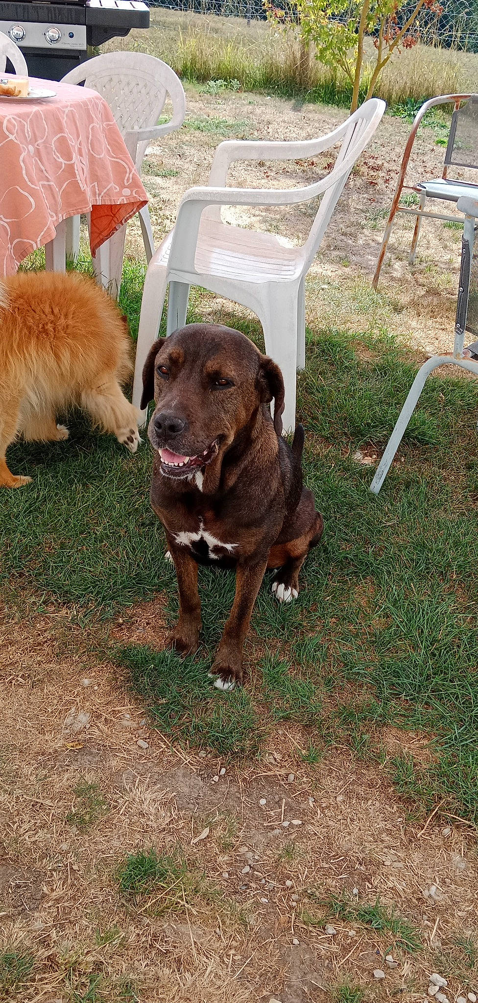 Naïa participe au concours pour gagner de l'argent avec cette photo : carnivore, chair, collar, companion_dog, dog, dog_breed, dog_collar, fawn, fur, grass, guard_dog, gun_dog, liver, outdoor_furniture, plant, retriever, snout, sporting_group, tail, working_animal