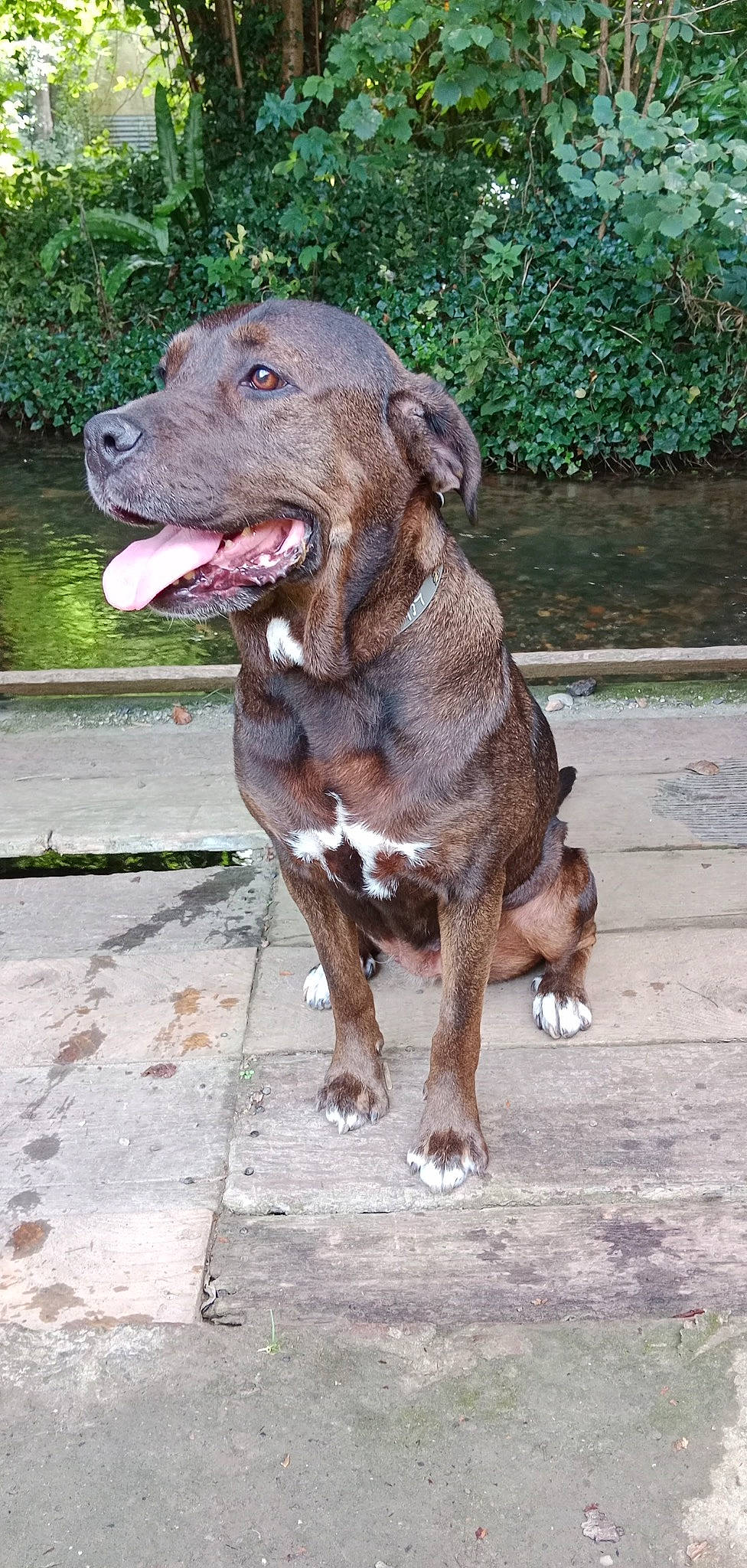 Naïa a rejoint le concours — aidez-le/la à gagner de superbes lots ! art, canidae, carnivore, collar, companion_dog, dog, dog_breed, dog_collar, dog_supply, fawn, gun_dog, hunting_dog, leash, liver, plant, snout, sporting_group, terrestrial_animal, working_animal, working_dog