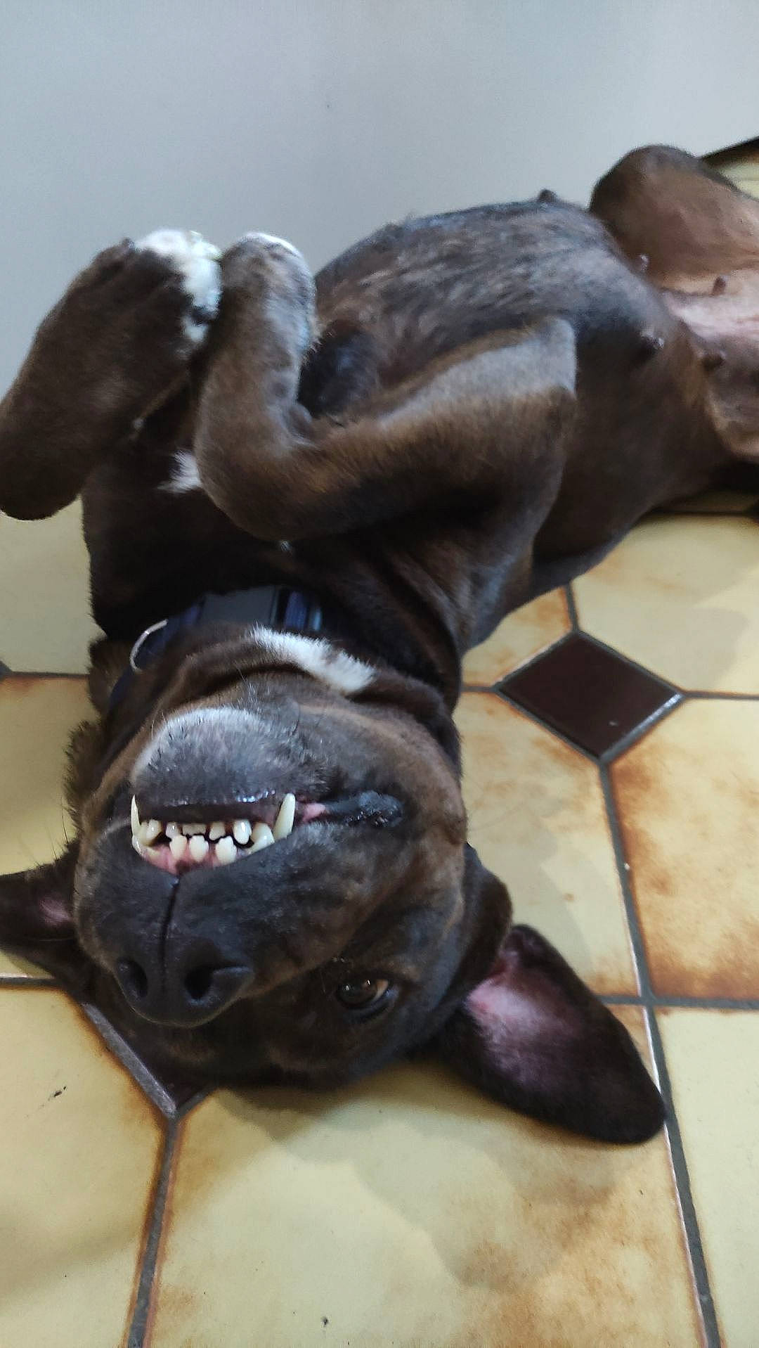 Naïa participe au concours pour gagner de l'argent avec cette photo : canidae, carnivore, claw, collar, companion_dog, dog, dog_breed, dog_collar, fawn, fur, great_dane, guard_dog, liver, metal, pet_supply, sculpture, snout, sporting_group, terrestrial_animal, working_animal