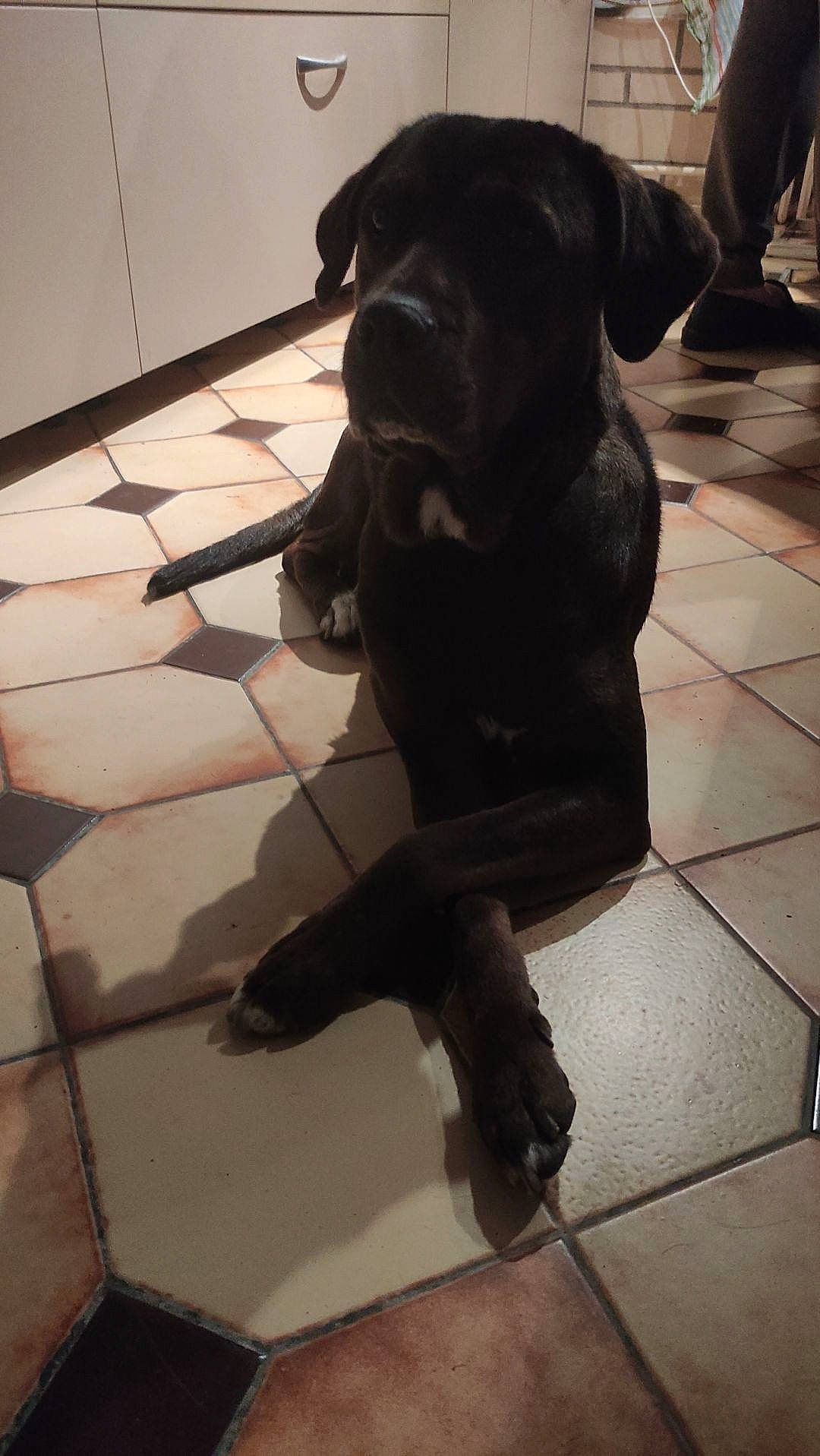 Naïa a rejoint le concours — aidez-le/la à gagner de superbes lots ! canidae, carnivore, collar, companion_dog, dog, dog_breed, dog_collar, fawn, floor, flooring, fur, guard_dog, gun_dog, retriever, selfie, snout, sporting_group, tail, whiskers, working_animal