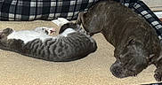 Miu Miu joined the competition — help win amazing prizes! cat, dog, pet_bed, tabby_cat, brindle_dog, sleeping, resting, cozy, indoor, plaid_pattern, floor, furry_friend, animal, companion, relaxation, domestic, cute, comfortable, nap, quiet