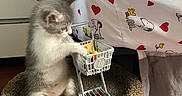 Miu Miu is registered to the contest to win money with this photo: animal, bed, blanket, carpeted_perch, cat, curious, cute, domestic, furniture, gray_and_white, hearts, indoor, kitten, miniature_shopping_cart, pet, playful, small_objects, snoopy_pattern, wood_floor, young