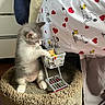 Miu Miu is registered to the contest to win money with this photo: kitten, cat, miniature_shopping_cart, carpeted_perch, bed, blanket, snoopy_pattern, hearts, gray_and_white, curious, indoor, pet, furniture, wood_floor, small_objects, playful, cute, animal, domestic, young