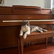 Miu Miu joined the competition — help win amazing prizes! cat, gray_cat, white_cat, piano, wooden_piano, piano_bench, wooden_bench, indoor, floor, hardwood_floor, relaxed, pet, animal, feline, furniture, music_instrument, home, wall, decor, thermostat