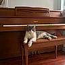 cat, gray_cat, white_cat, piano, wooden_piano, piano_bench, wooden_bench, indoor, floor, hardwood_floor, relaxed, pet, animal, feline, furniture, music_instrument, home, wall, decor, thermostat