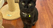 Coco is registered to the contest to win money with this photo: animal, bell, black_cat, cat, collar, companion, curious, cute, domestic_cat, ears, feline, fur, green_eyes, indoor, looking_up, pet, playful, scratching_post, whiskers, wooden_floor