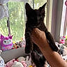 black_kitten, cat, hand, window, curtain, plush_toys, stuffed_animals, hello_kitty, bed, pink, white, yellow, blue, indoor, cozy, soft_toys, cute, pet, animal, light
