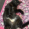 black_cat, cat, pet, hello_kitty, pink_blanket, animal, feline, cute, lying_down, fluffy, paws, indoor, playful, fur, whiskers, relaxed, bed, patterned_blanket, close_up, resting