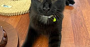 Coco is registered to the contest to win money with this photo: black_cat, cat, feline, pet, indoor, wooden_floor, scratching_post, collar, green_tag, stretching, close_up, animal, whiskers, ears, floor, fur, relaxed, candid, home, blur