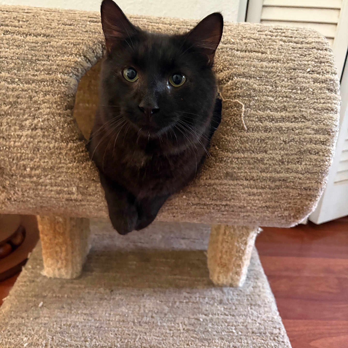 Coco
