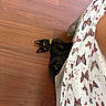 black_cat, cat, pet, animal, floor, wooden_floor, collar, green_collar, curious, butterfly_pattern, curtain, fabric, indoor, playful, lying_down, looking_up, feline, domestic_cat, home, colorful