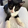 Italy joined the competition — help win amazing prizes! kitten, cat, black_and_white, pet, whiskers, cute, animal, feline, closeup, indoor, soft_fur, pink_nose, curious, lying_down, young, domestic_cat, playful, white_paws, portrait, resting