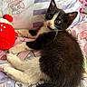 Italy is registered to the contest to win money with this photo: kitten, cat, black_and_white, pet, cute, plush_toy, bed, bedding, pastel_colors, cartoon_characters, indoor, animal, feline, young, cozy, soft, curious, lying_down, close_up, whiskers