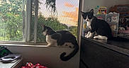 Italy joined the competition — help win amazing prizes! cat, window, sunset, indoor, pet, feline, black_and_white_cat, curious, looking_outside, looking_at_camera, dusk, houseplants, furniture, dresser, decorations, toys, colorful, domestic, cozy, relaxed