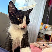 Italy joined the competition — help win amazing prizes! cat, kitten, black_and_white, indoor, curious, yellow_eyes, tuxedo_cat, blanket, bedroom, soft_toys, window, natural_light, whiskers, fur, pet, cute, young, domestic_animal, feline, resting