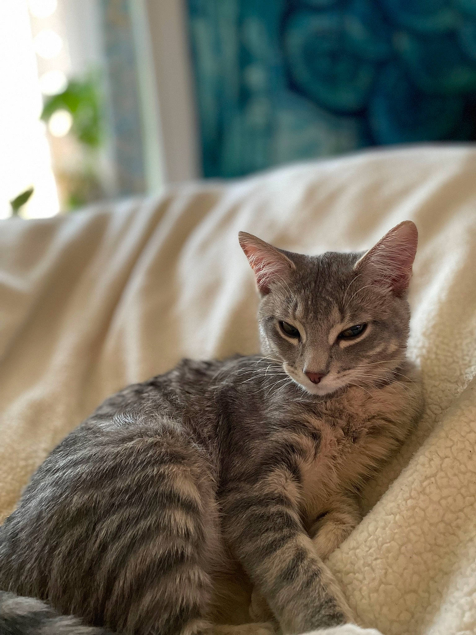 Cloud is registered to the contest to win money with this photo: carnivore, cat, claw, comfort, domestic_short_haired_cat, fawn, felidae, fur, grey, linens, paw, plant, sitting, small_to_medium_sized_cats, snout, tail, terrestrial_animal, whiskers, wildlife, window