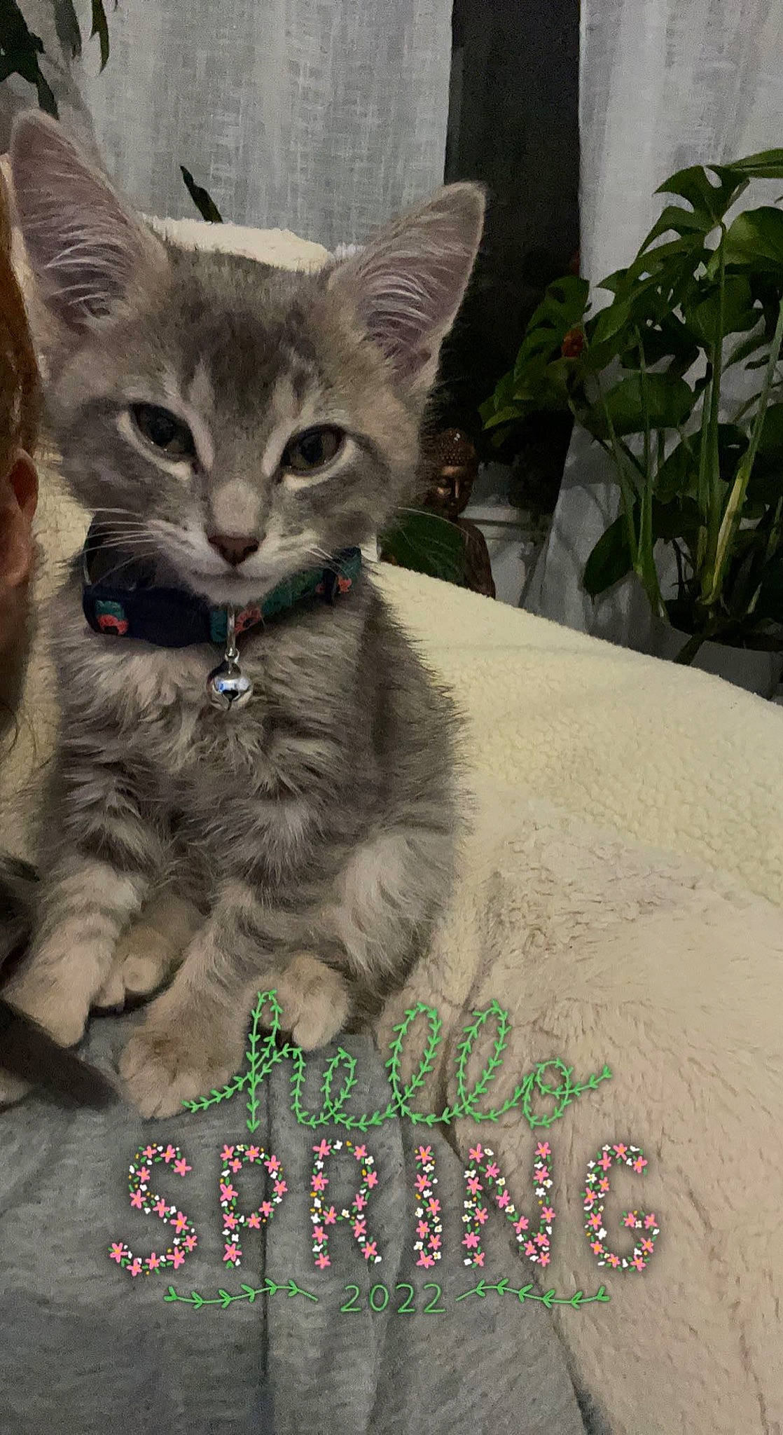 Cloud is registered to the contest to win money with this photo: carnivore, cat, claw, domestic_short_haired_cat, felidae, font, fur, grass, paw, photo_caption, plant, sitting, small_to_medium_sized_cats, snout, tail, terrestrial_animal, whiskers, wildlife