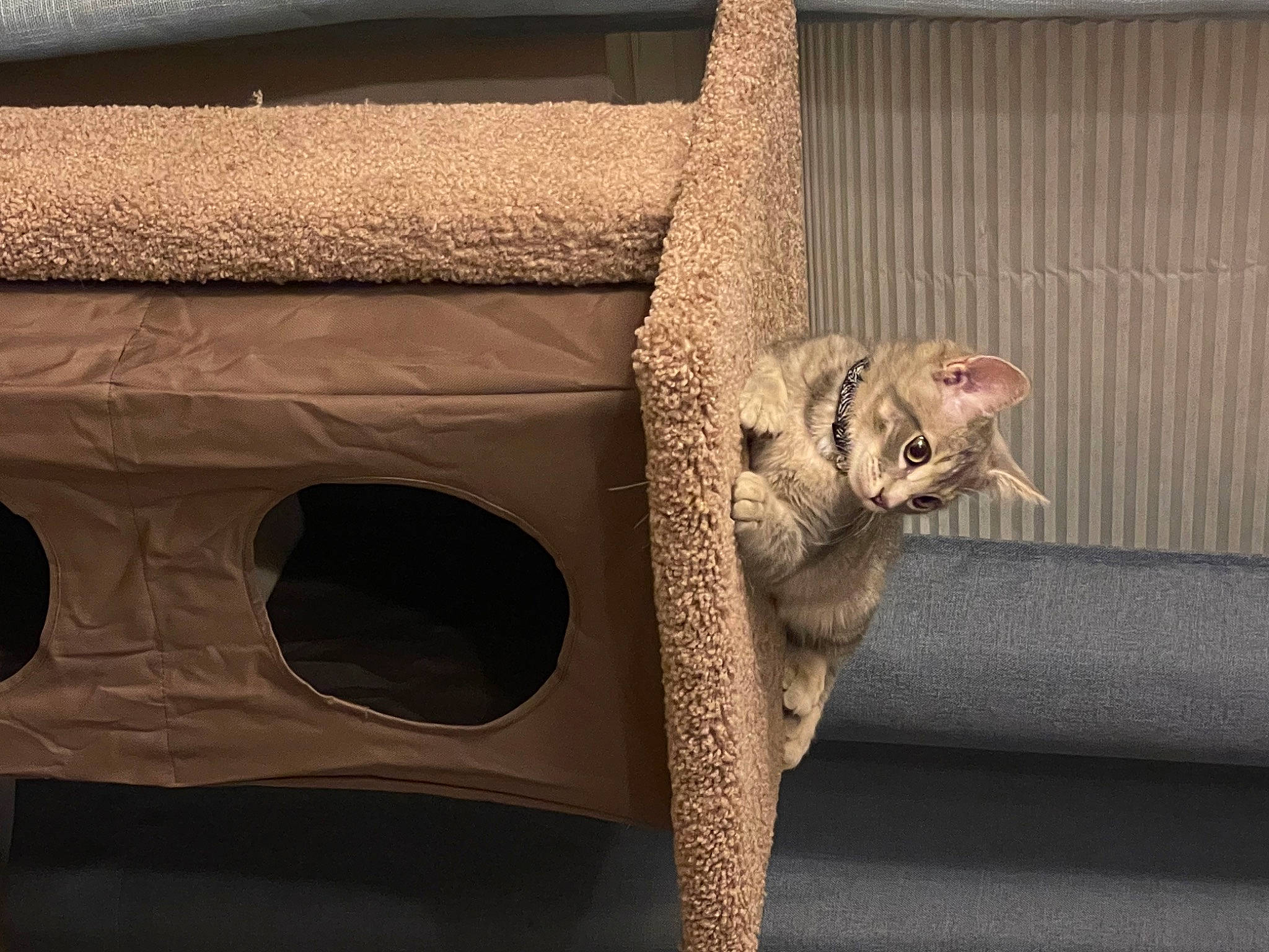 Cloud joined the competition — help win amazing prizes! audio_equipment, automotive_tire, automotive_wheel_system, carnivore, cat, chair, domestic_short_haired_cat, fawn, felidae, fur, metal, sculpture, small_to_medium_sized_cats, snout, tail, trunk, twig, whiskers, window, wood