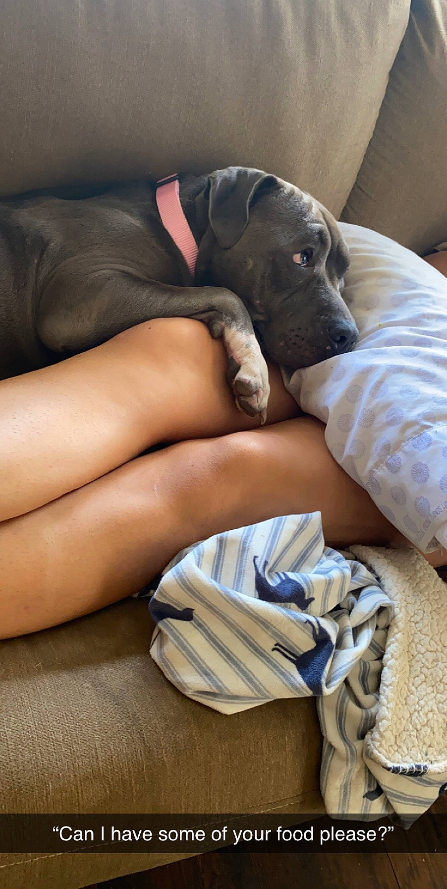 Kat joined the competition — help win amazing prizes! canidae, carnivore, comfort, companion_dog, dog, dog_breed, fawn, great_dane, guard_dog, leg, nap, non_sporting_group, snout, sporting_group