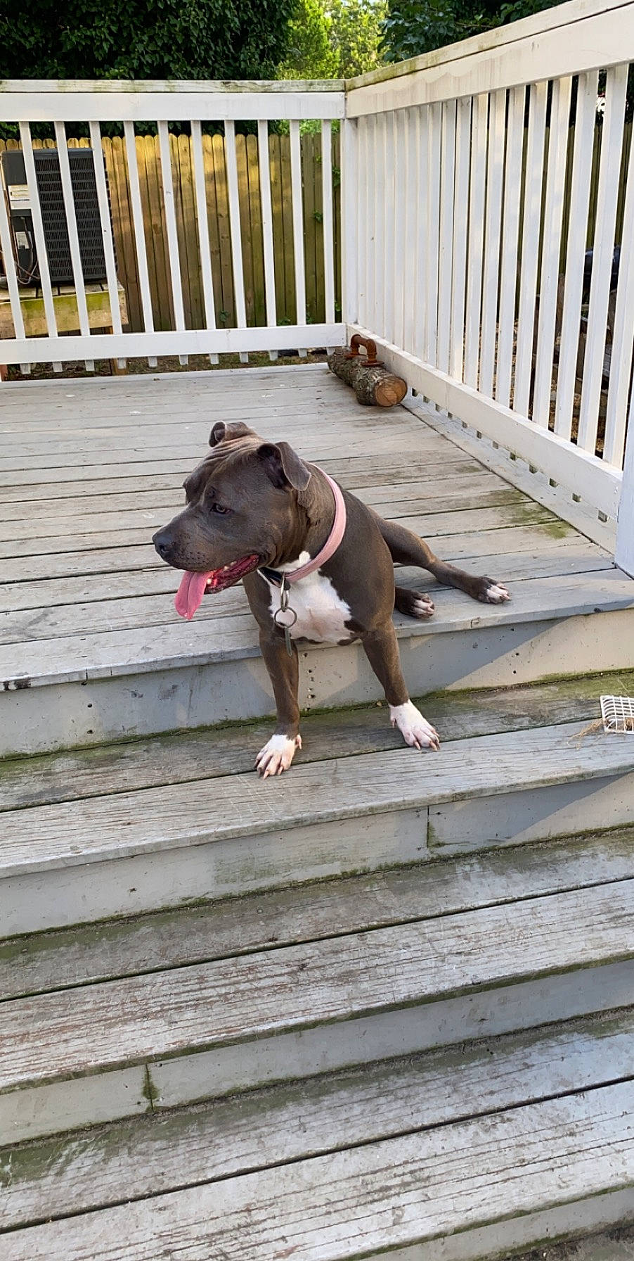 Kat joined the competition — help win amazing prizes! american_pit_bull_terrier, american_staffordshire_terrier, canidae, carnivore, dog, dog_breed, fawn, non_sporting_group, pit_bull, sporting_group