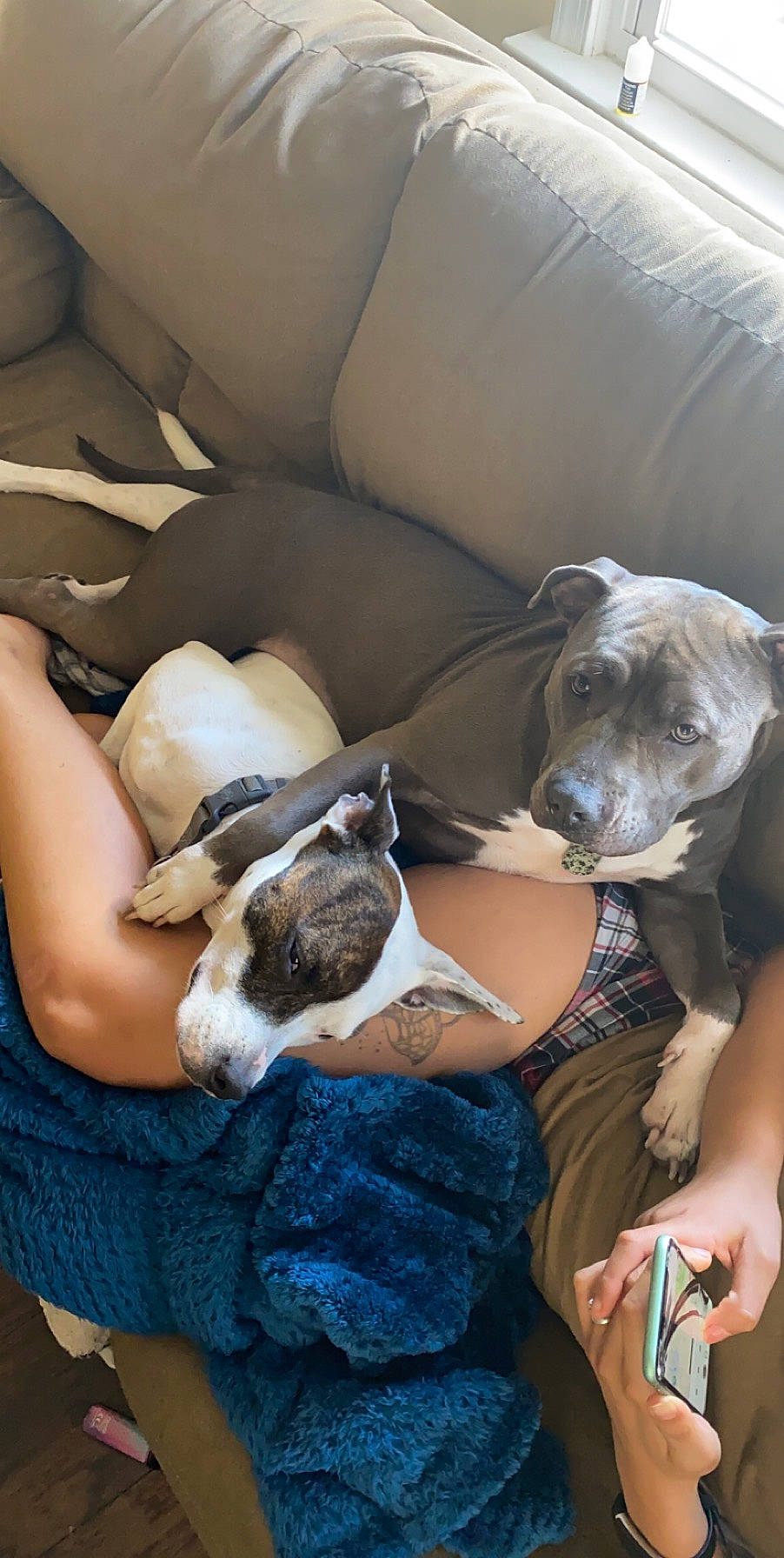 Kat is registered to the contest to win money with this photo: american_pit_bull_terrier, canidae, carnivore, dog, dog_breed, fawn, lurcher, mammal, non_sporting_group, pit_bull, puppy, puppy_love