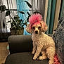 dog, poodle, pink_hair, curly_fur, pet, indoor, couch, plant, living_room, curtains, furniture, canine, animal, cute, small_dog, sitting, fur, domestic_animal, home, pink_tail