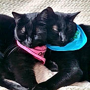 Opale Et Onyx participe au concours pour gagner de l'argent avec cette photo : adorable, animal, bandana, black_cat, blanket, blue_bandana, cat, close_up, cozy, cute, domestic_animal, feline, friendship, indoors, pets, pink_bandana, resting, sleeping, snuggling, two_cats