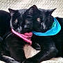 adorable, animal, bandana, black_cat, blanket, blue_bandana, cat, close_up, cozy, cute, domestic_animal, feline, friendship, indoors, pets, pink_bandana, resting, sleeping, snuggling, two_cats