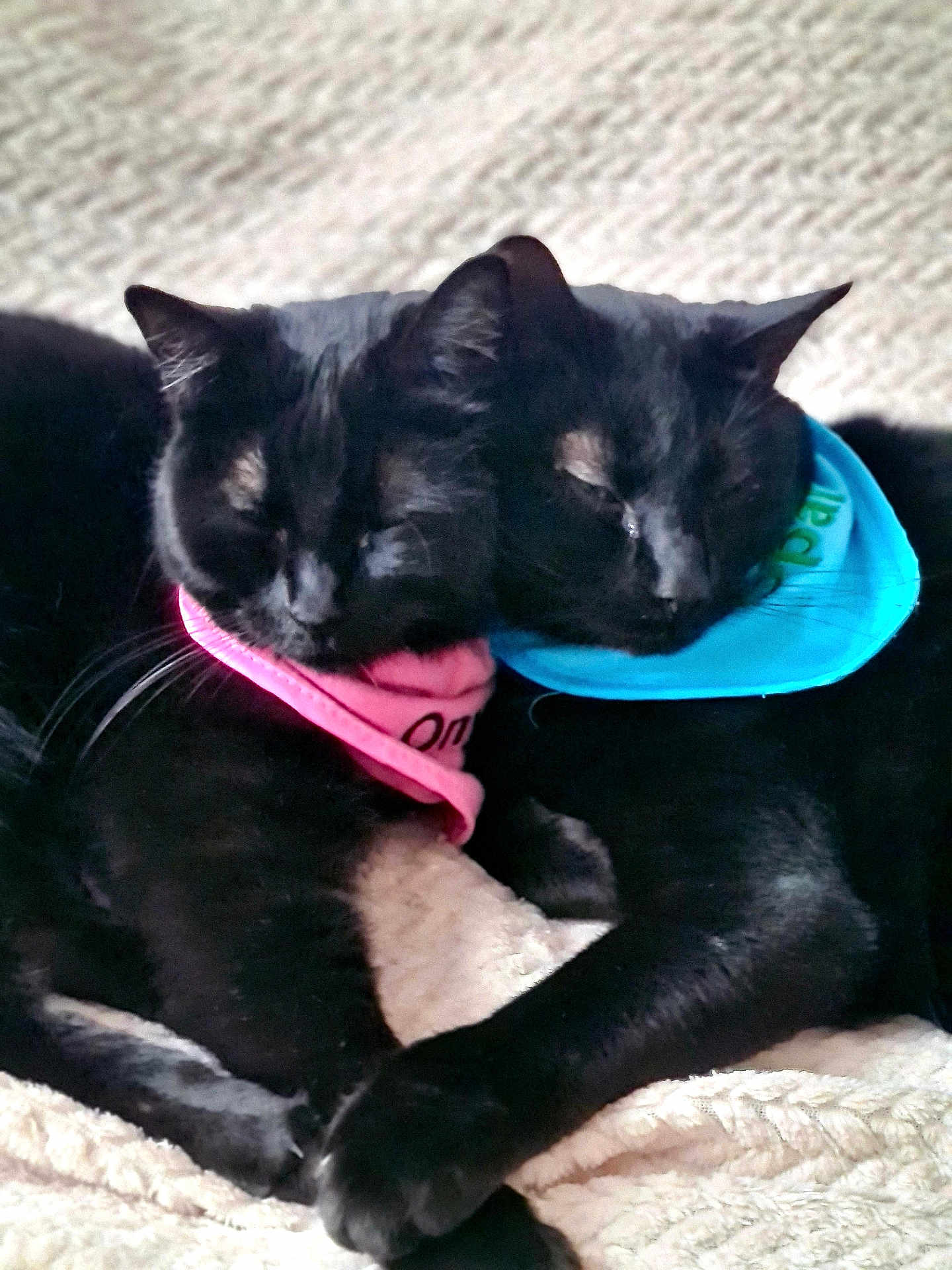 Opale Et Onyx participe au concours pour gagner de l'argent avec cette photo : adorable, animal, bandana, black_cat, blanket, blue_bandana, cat, close_up, cozy, cute, domestic_animal, feline, friendship, indoors, pets, pink_bandana, resting, sleeping, snuggling, two_cats