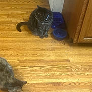 Ocean is registered to the contest to win money with this photo: animal_companion, cabinet, cat, cats, collar, cozy, domestic_animal, feline, flooring, food_bowl, household, indoor, kitchen, pet, relaxed, striped_cat, tabby_cat, two_animals, water_bowl, wooden_floor