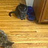 animal_companion, cabinet, cat, cats, collar, cozy, domestic_animal, feline, flooring, food_bowl, household, indoor, kitchen, pet, relaxed, striped_cat, tabby_cat, two_animals, water_bowl, wooden_floor