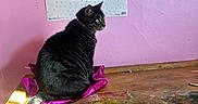 Ocean is registered to the contest to win money with this photo: animal, art_space, cartoon_cat, cat, colorful, decor, feline, foil, green_eyes, ice_cream_poster, indoor, paint_splatter, pet, pink_foil, pink_wall, playful, poster, sitting, tabby_cat, wooden_table