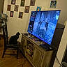 Ocean joined the competition — help win amazing prizes! cabinet, cable, cat, chair, console, curious, family_photos, furniture, game_controller, horse, indoor, living_room, pet, remote_control, screen, sitting, television, video_game, wall, wooden_floor