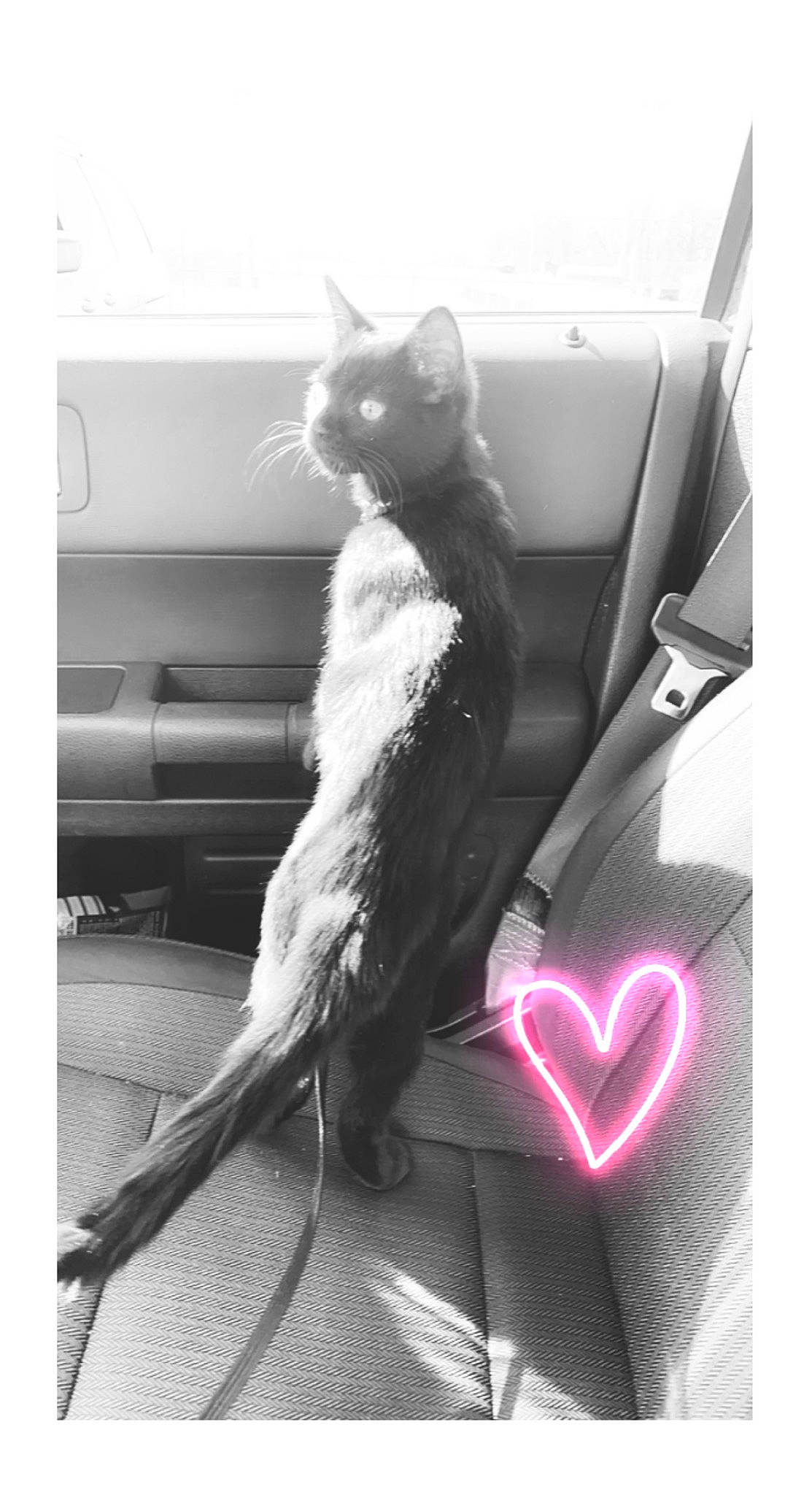 Eris is registered to the contest to win money with this photo: black, carnivore, cat, chair, comfort, companion_dog, couch, dress, felidae, formal_wear, fur, furniture, sitting, small_to_medium_sized_cats, style, tail, thigh, whiskers, white, window