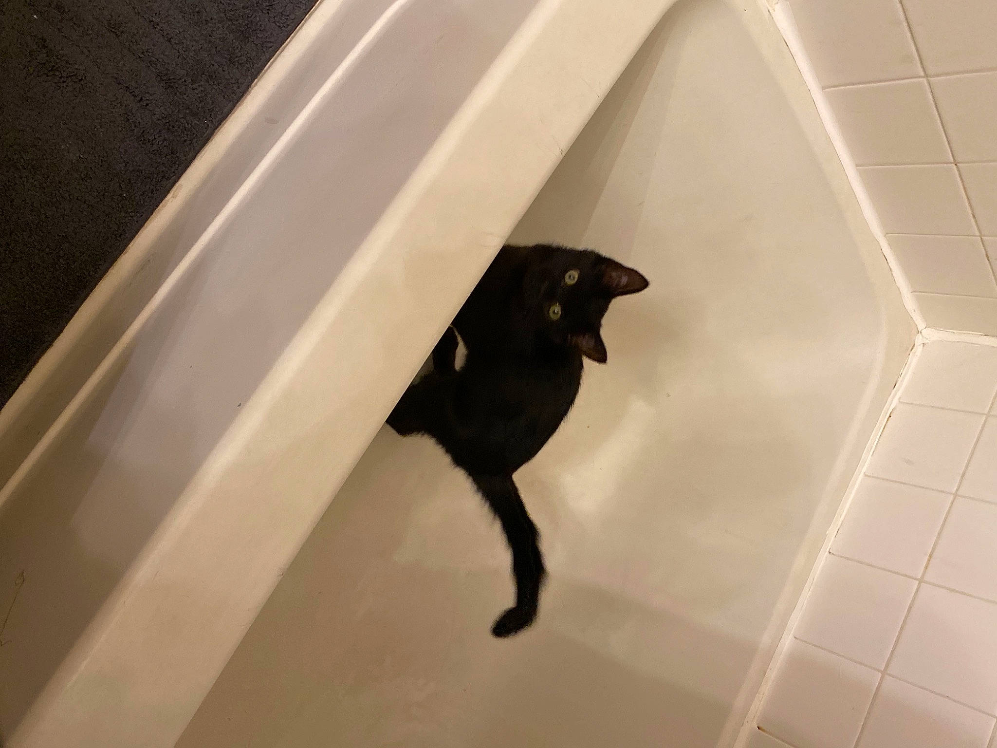 Eris is registered to the contest to win money with this photo: carnivore, ceiling, daylighting, door, felidae, flooring, hardwood, metal, plumbing, plumbing_fixture, rectangle, room, shadow, small_to_medium_sized_cats, tail, tile, tile_flooring, tints_and_shades, window, wood