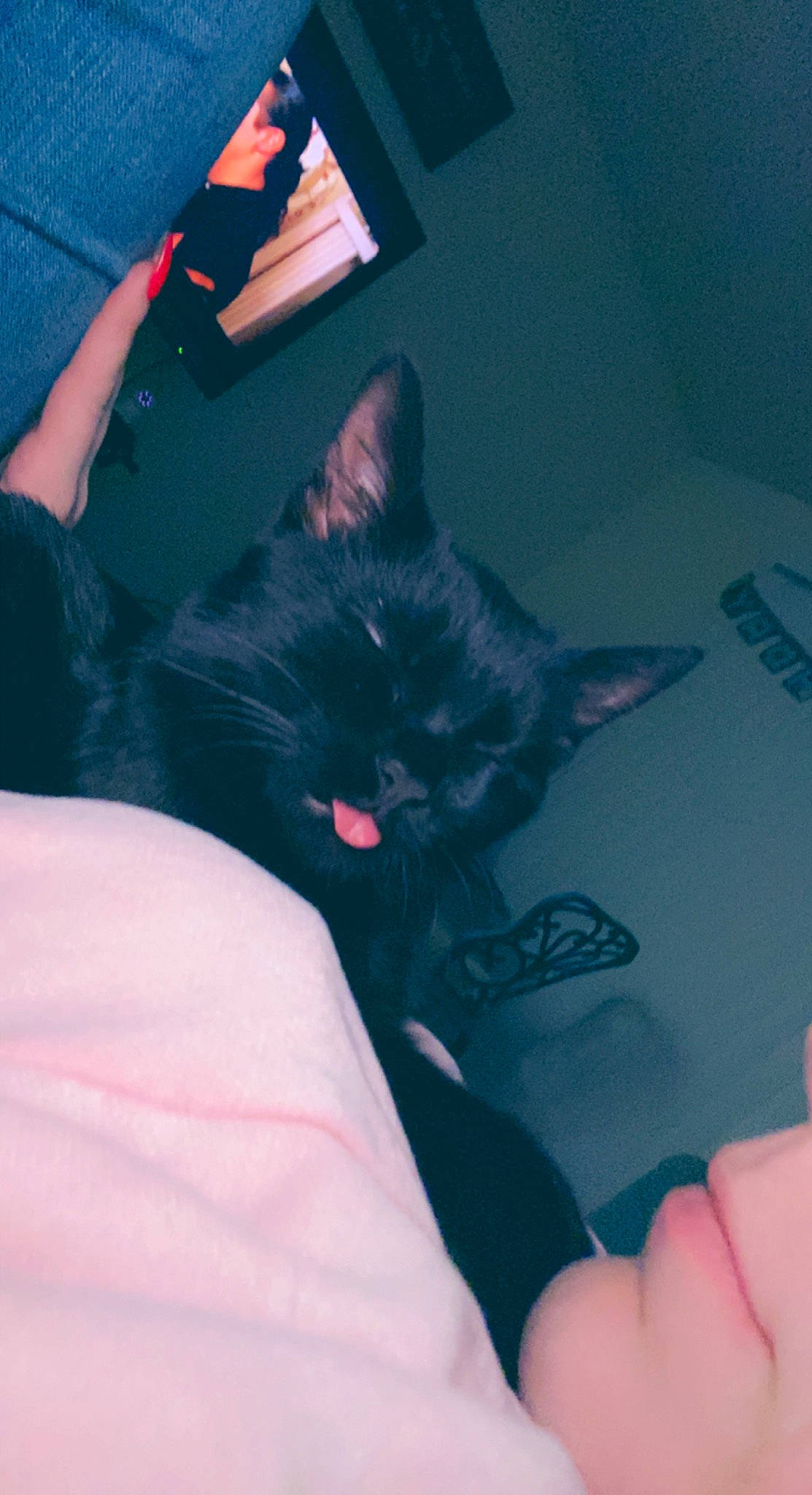 Eris joined the competition — help win amazing prizes! abdomen, bed, carnivore, cat, comfort, elbow, electric_blue, eye, felidae, finger, gesture, hand, leg, nail, small_to_medium_sized_cats, snout, thigh, thumb, trunk, whiskers