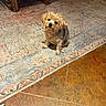 dog, small_dog, fluffy, long_hair, sitting, pet, portrait, indoors, living_room, rug, carpet, wood_floor, furniture, table, ornate, brown, tan, black_nose, collar, sunlight