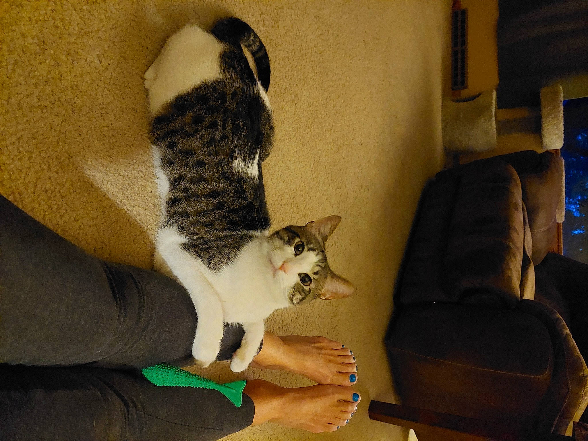 Buddy is registered to the contest to win money with this photo: canidae, carnivore, cat, comfort, companion_dog, couch, domestic_short_haired_cat, felidae, fur, hardwood, human_leg, lap, paw, room, sitting, small_to_medium_sized_cats, tail, vertebrate, whiskers, wood