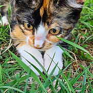 Chaussette a rejoint le concours — aidez-le/la à gagner de superbes lots ! cat, calico_cat, kitten, animal, pet, fur, whiskers, eyes, face, portrait, grass, garden, outdoor, nature, greenery, crouching, close_up, colorful, feline, wildlife