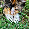 cat, calico_cat, kitten, animal, pet, fur, whiskers, eyes, face, portrait, grass, garden, outdoor, nature, greenery, crouching, close_up, colorful, feline, wildlife