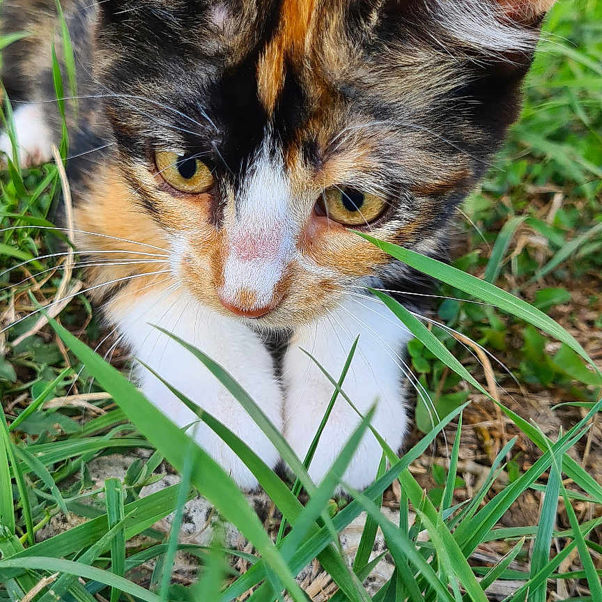 Chaussette
