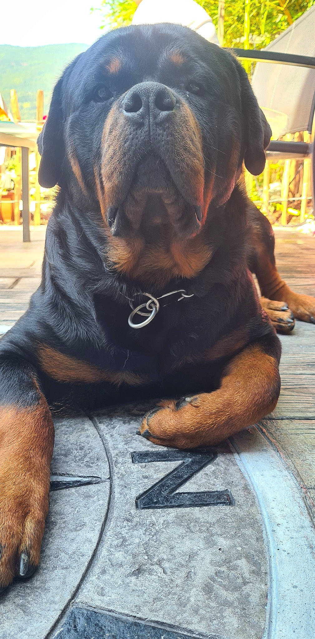 Raïko participe au concours pour gagner de l'argent avec cette photo : carnivore, collar, comfort, companion_dog, dog, dog_breed, dog_collar, fawn, fur, giant_dog_breed, guard_dog, liver, molosser, non_sporting_group, snout, sporting_group, whiskers, working_animal, working_dog, wrinkle