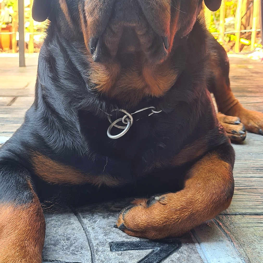 Raïko